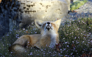 Картинка животные лисы animal attitude fox nature