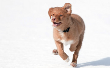 Картинка животные собаки бег