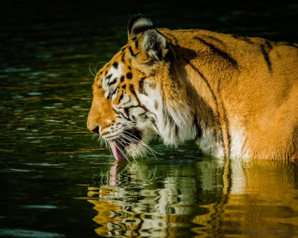 Обои картинки фото животные, тигры, купание, водоем, вода, язык, профиль, хищник, морда