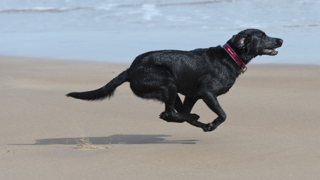 Обои картинки фото животные, собаки, пляж, пес, бег