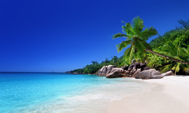 Обои картинки фото природа, тропики, пляж, берег, море, пальмы