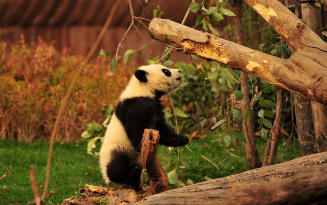 Обои картинки фото животные, панды, панда, ветки