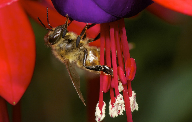 Обои картинки фото животные, пчелы,  осы,  шмели, цветок, пчела, лепестки, тычинки, опыление, макро