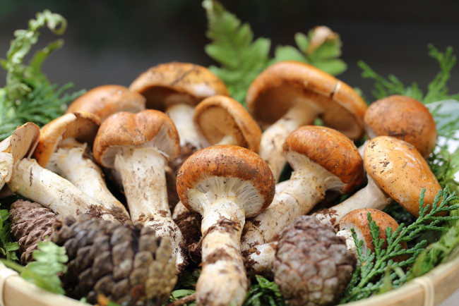 Обои картинки фото еда, грибы,  грибные блюда, cones, mushrooms, branches, шишки, ветки
