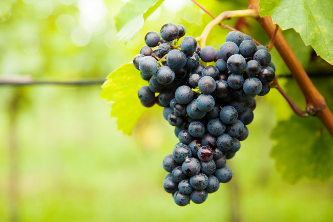 Обои картинки фото природа, плоды, grapes, leaves, the, vineyard, виноград, грозди, листва, виноградник