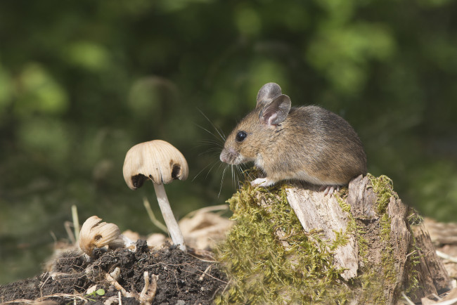 Обои картинки фото животные, крысы,  мыши, мышка, гриб