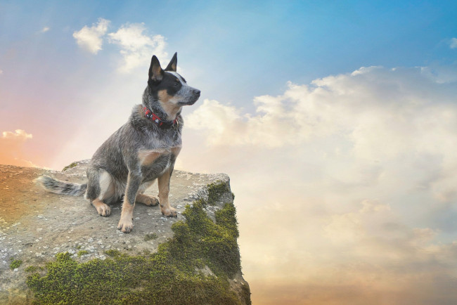Обои картинки фото животные, собаки, облака, небо, собака, мох, скала