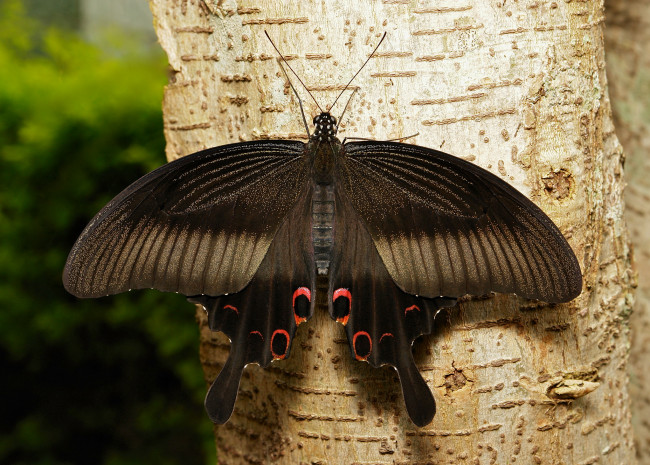 Обои картинки фото животные, бабочки, макро, крылья, чёрная, бабочка