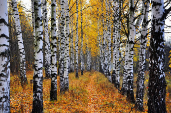 Картинка природа лес роща березовая осень