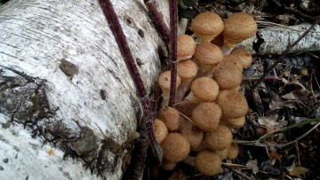 Картинка опята природа грибы гриб съедобные вкусные