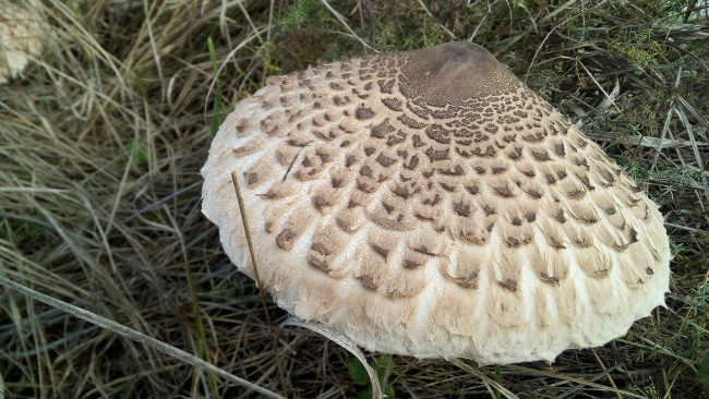 Обои картинки фото гриб зонтик, природа, грибы, зонтик, гриб