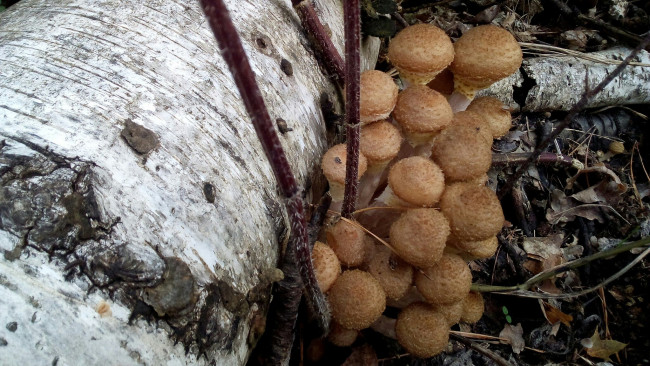 Обои картинки фото опята, природа, грибы, гриб, съедобные, вкусные