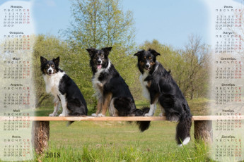 Картинка календари животные собака скамейка три растения взгляд