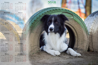 Картинка календари животные собака взгляд шина песок