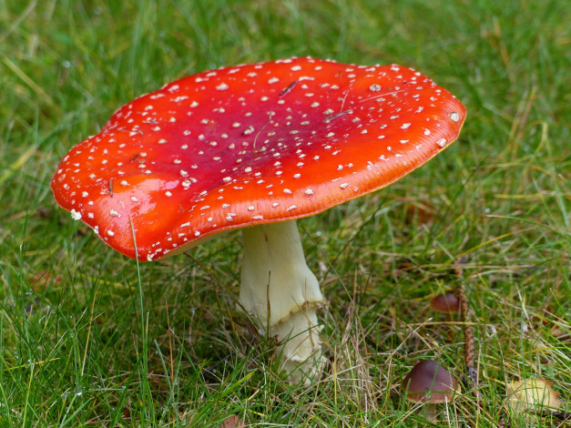 Обои картинки фото природа, грибы,  мухомор, одиночка, шляпка