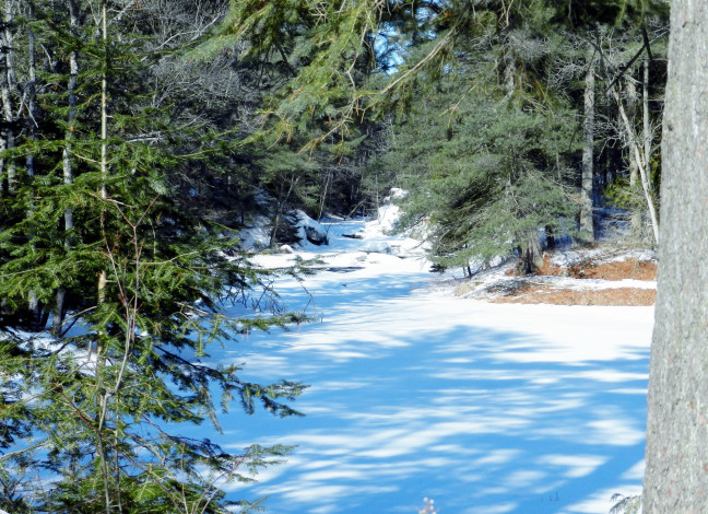 Обои картинки фото природа, зима, снег, ели, лес