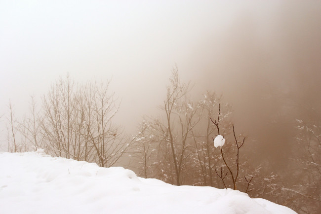 Обои картинки фото природа, зима, туман, снег