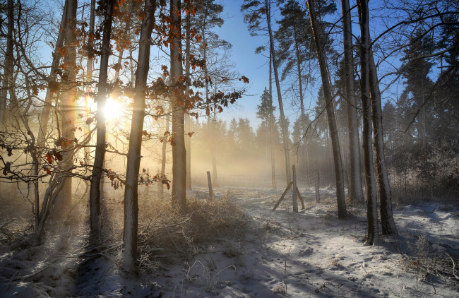 Обои картинки фото природа, лес, утро, стволы, туман, ветки, листья, лучи, свет, снег, деревья, сосновый, бор, голубое, небо, дымка, сосны, солнечно, мороз, иней, зима