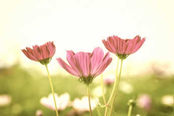 Картинка цветы космея розовые поле