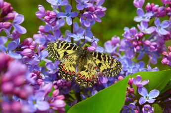 Картинка животные бабочки +мотыльки +моли butterfly