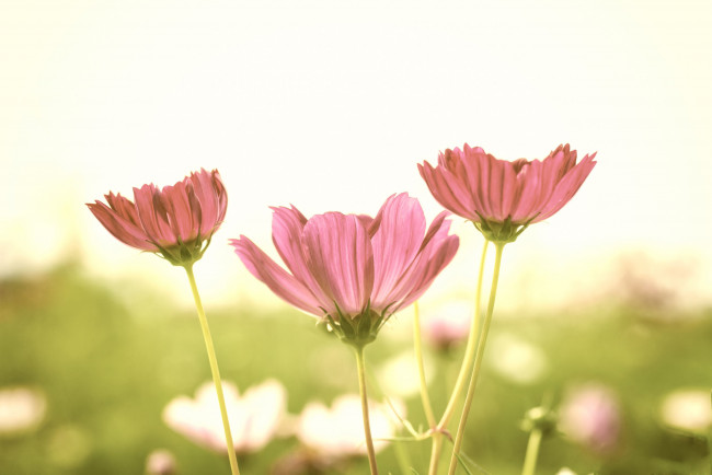 Обои картинки фото цветы, космея, розовые, поле