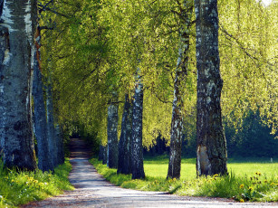 Картинка природа дороги проселочная дорога деревья