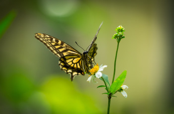Картинка животные бабочки +мотыльки +моли цветок бабочка боке