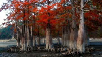 Картинка природа деревья корни стволы