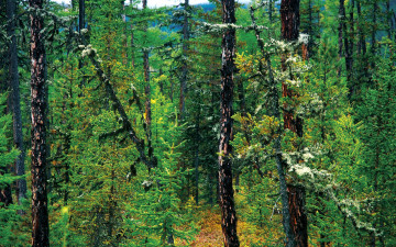 Картинка природа лес горы деревья