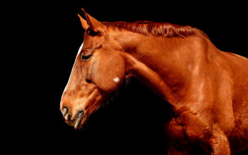 Картинка животные лошади конь рыжий