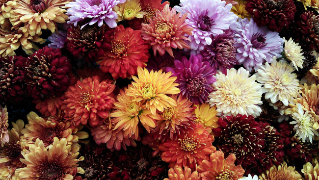 Обои картинки фото цветы, хризантемы, разноцветные, много