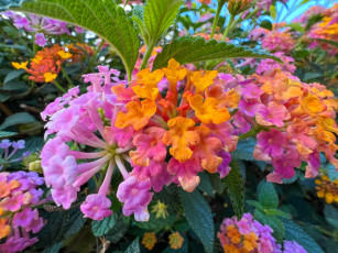 Картинка цветы лантана макро разноцветная