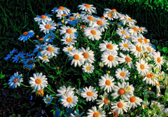 Картинка цветы маргаритки белые трава