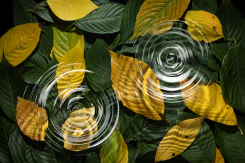 Картинка природа листья осень вода капли макро