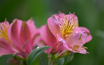 Картинка цветы альстромерия розовая капли