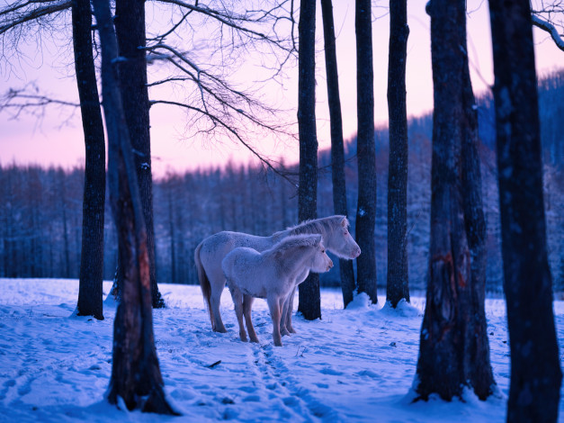 Обои картинки фото животные, лошади, лес