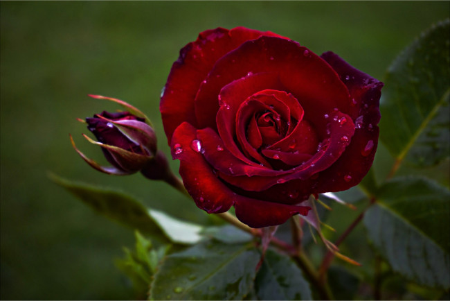 Обои картинки фото цветы, розы, алая, роза, капли