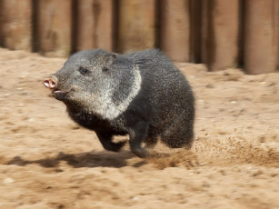 Картинка поросячьи бега latra club foto ru животные свиньи кабаны