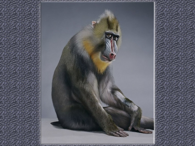 Обои картинки фото jill, greenberg, 03, животные, обезьяны