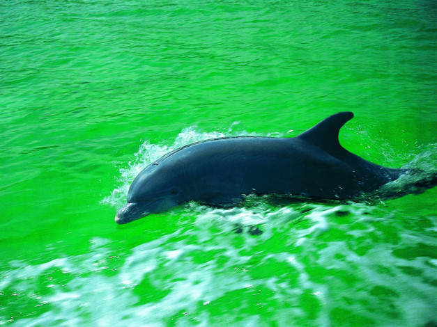 Обои картинки фото дельфин, животные, дельфины