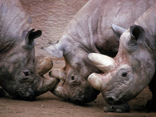 обоя животные, носороги