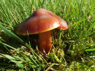 Картинка природа грибы трава лето