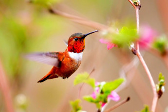 Картинка животные колибри полет яркий маленький