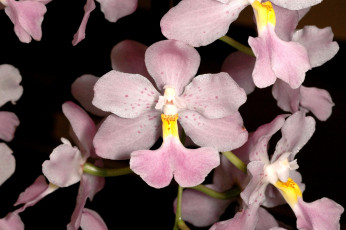 Картинка цветы орхидеи бледно-розовый