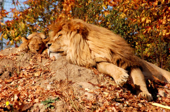 обоя животные, львы, сон, сын, отец