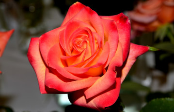 Картинка цветы розы капли алый