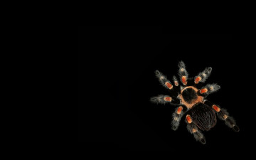 Картинка животные пауки лапы тёмный