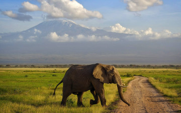 Картинка животные слоны дорога горы