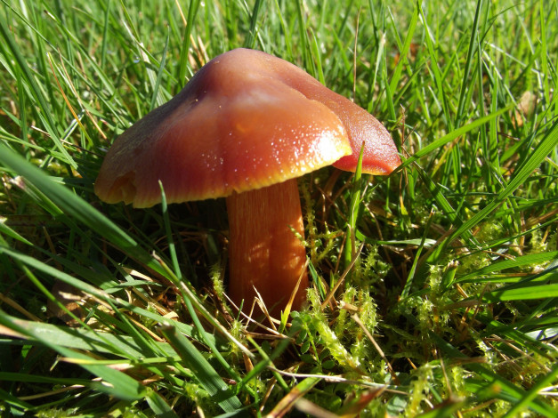 Обои картинки фото природа, грибы, трава, лето