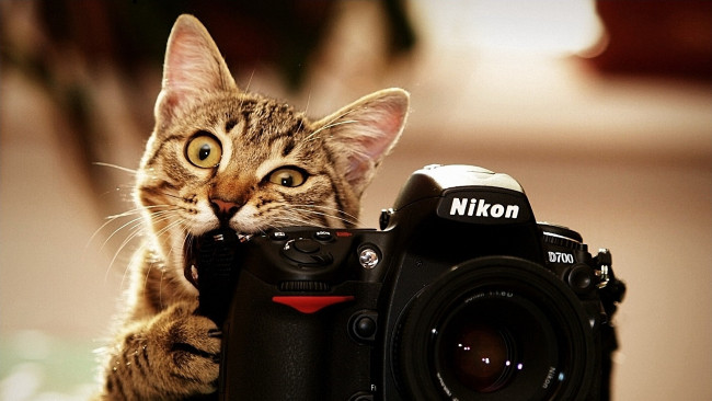Обои картинки фото бренды, nikon, фотоаппарат, кот